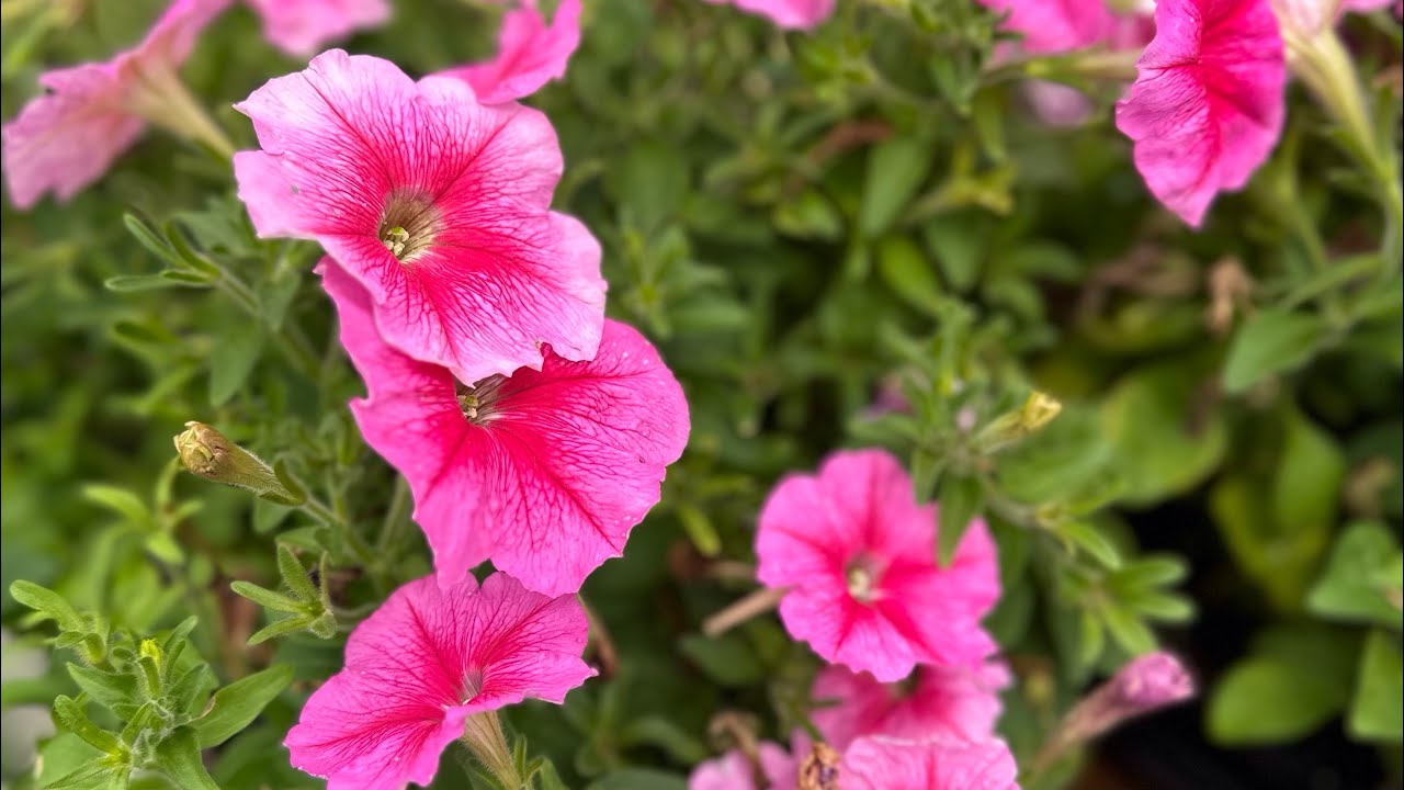 What's the Difference Between Wave Petunias and Bedding Petunias? + Top Petunia Tips #petunia