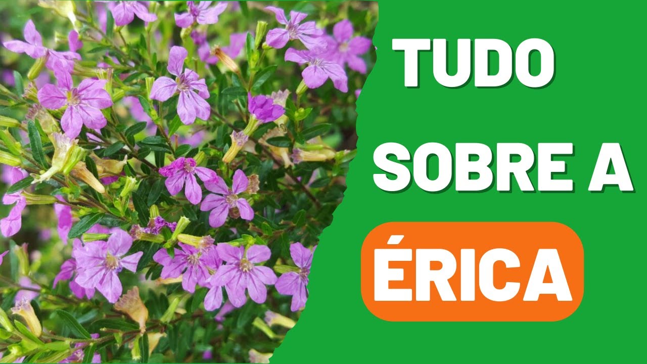 DICAS IMPORTANTES PARA CUIDAR DA SUA ÉRICA | Planta para iniciantes