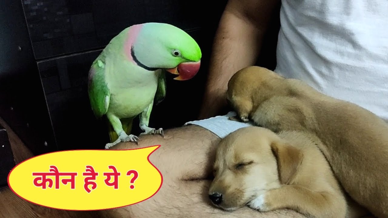 Pablo Parrot Vs Cute puppies - koun aaya mere Ghar😍