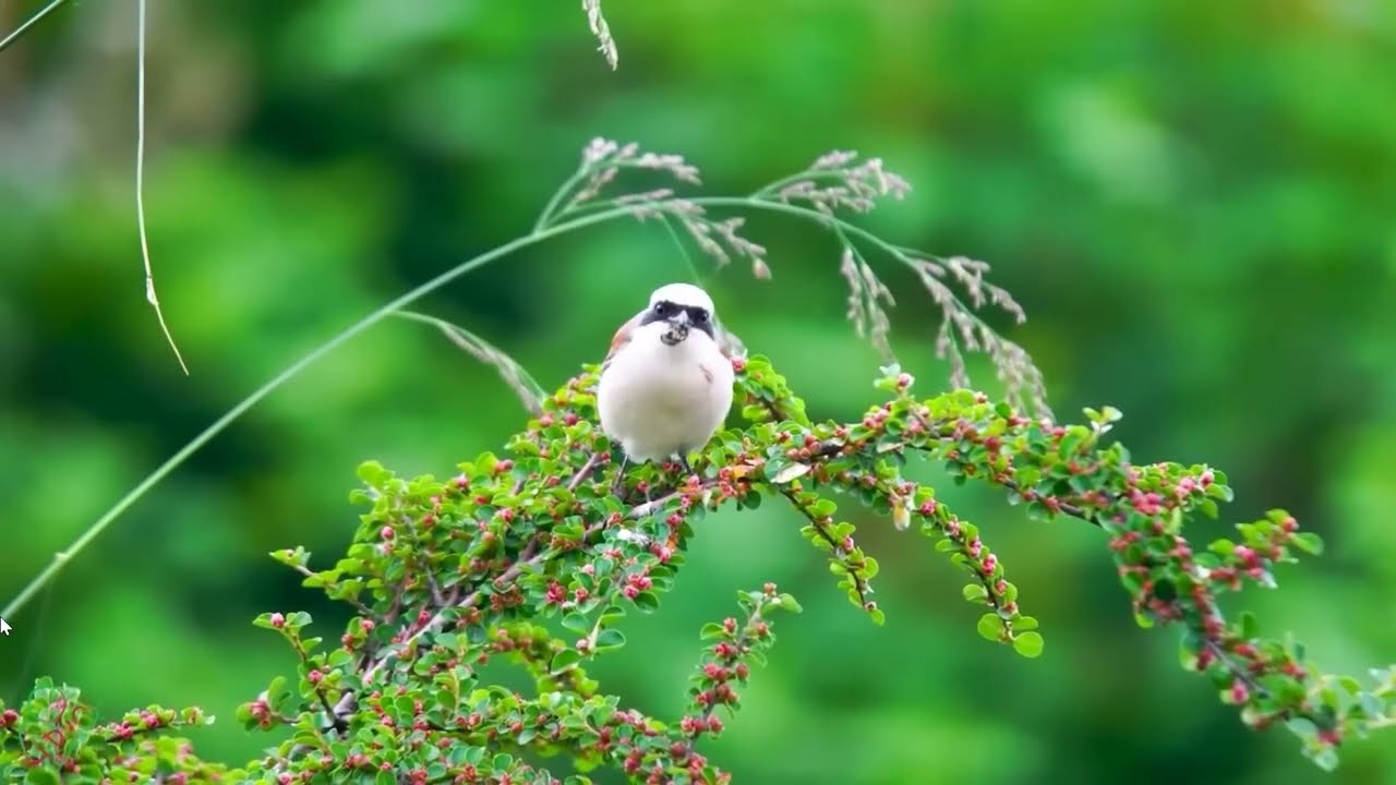 አባትዬ የቤታችን ደስታ ሙሉ እንዲሆን  Abateyo