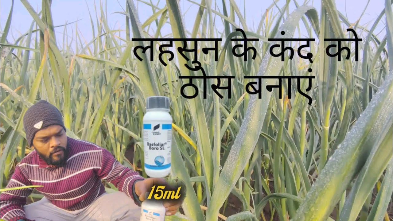 लहसुन को कैसे चमकीला और स्वस्थ बनाएं 9 February 2026 #agriculture #farming #tips #viralvideo 
