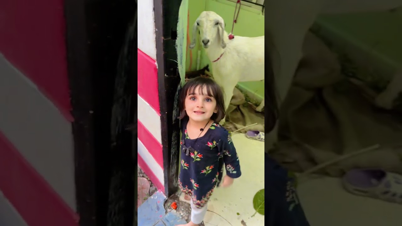 Tiyu ne pehle bar dekha bakra🐐🤣 