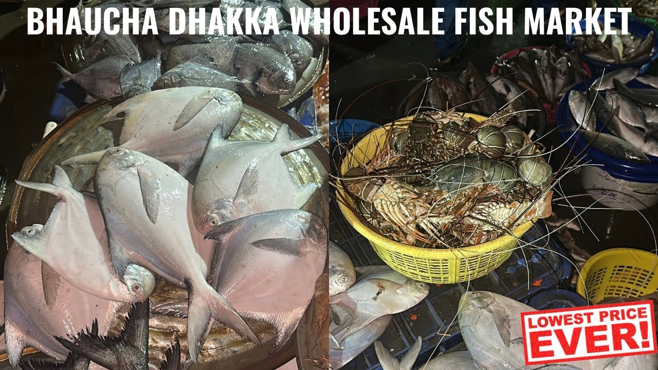 Bhaucha Dhakka Fish Market Prices Timing | Bhaucha Dhakka Fish Market Latest Video | Cheapest Fish