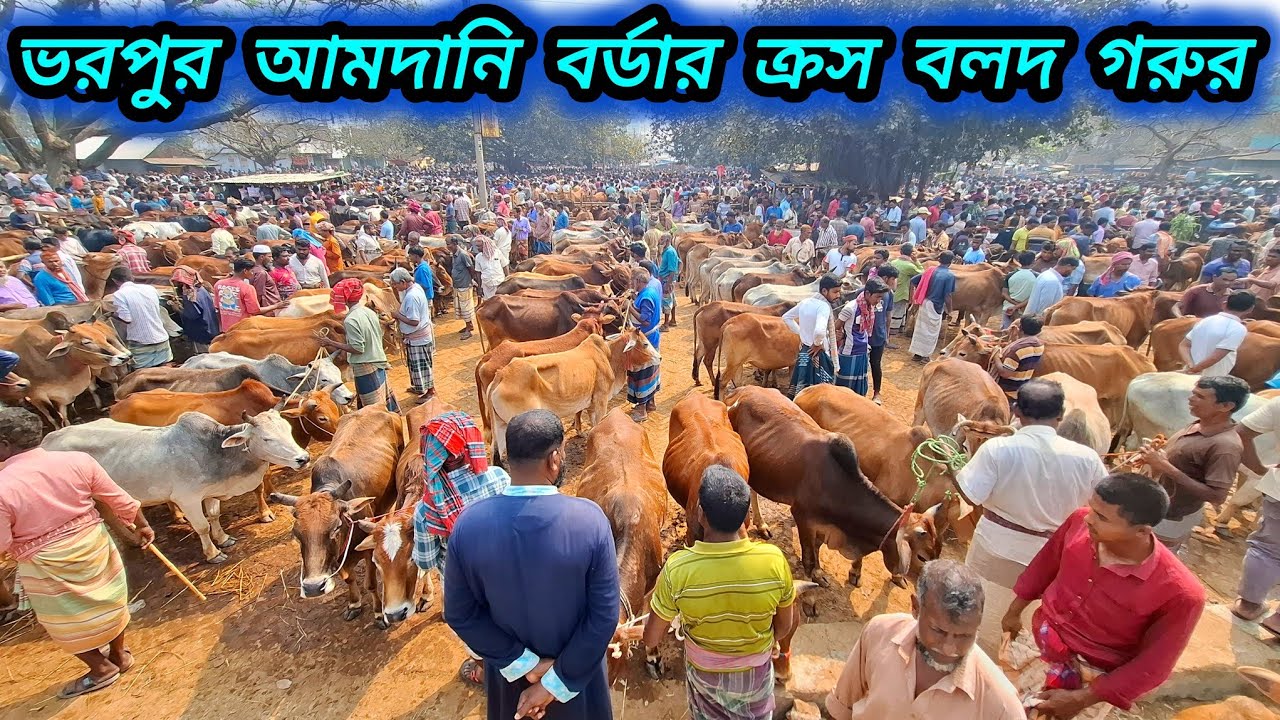 ০৮/০৩/২৬/ কোরবানির আগেই হাটের কানায় কানায় পরিপূর্ণ ইন্ডিয়ান বর্ডার ক্রস বলদ গরুর জয়পুরহাট গরুর হাট 