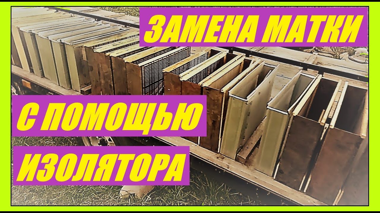 Ежегодная смена матки с помощью изолятора.