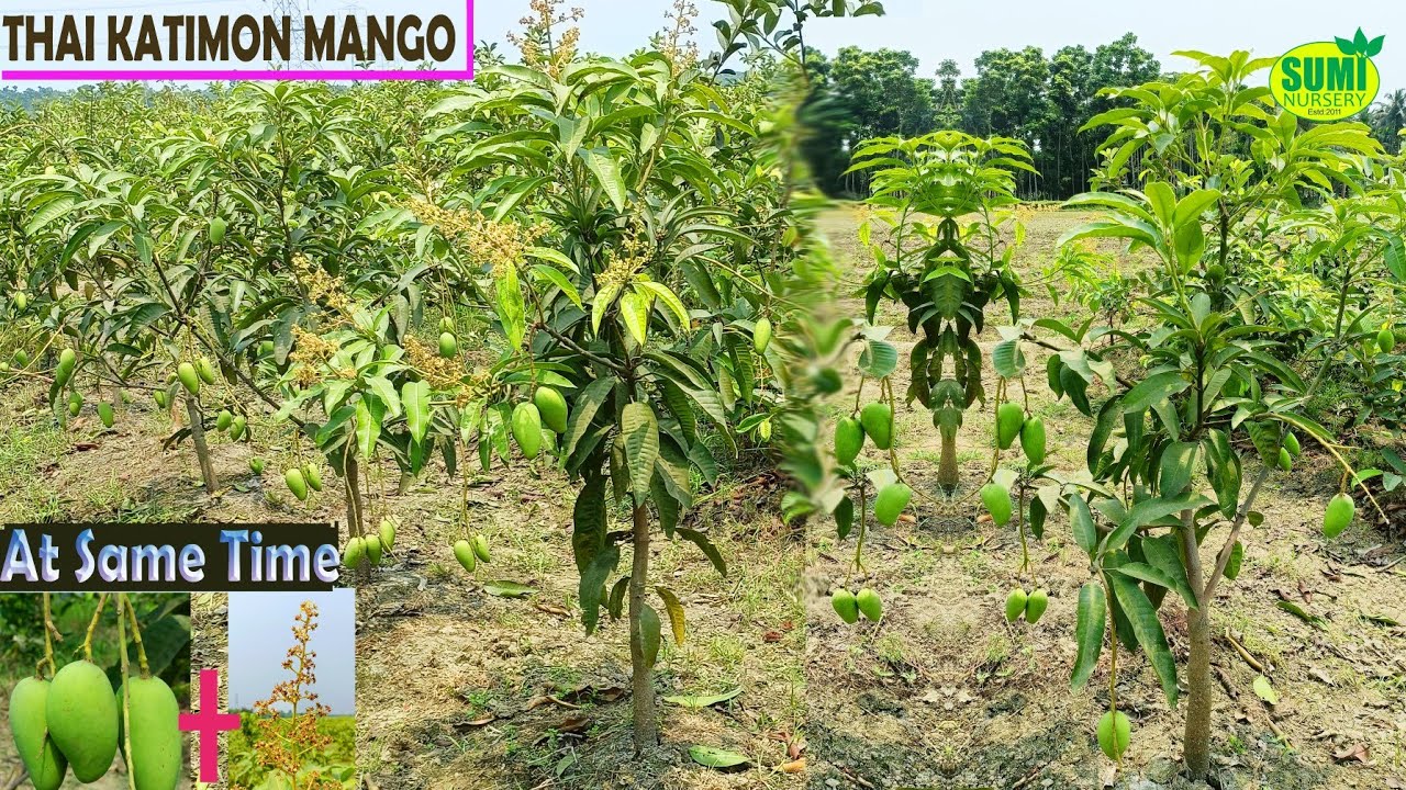 Thai All time Katimon Mango Farming , Mango ki khati ,Thai Sweet Katimon Mango/Call -8926100200