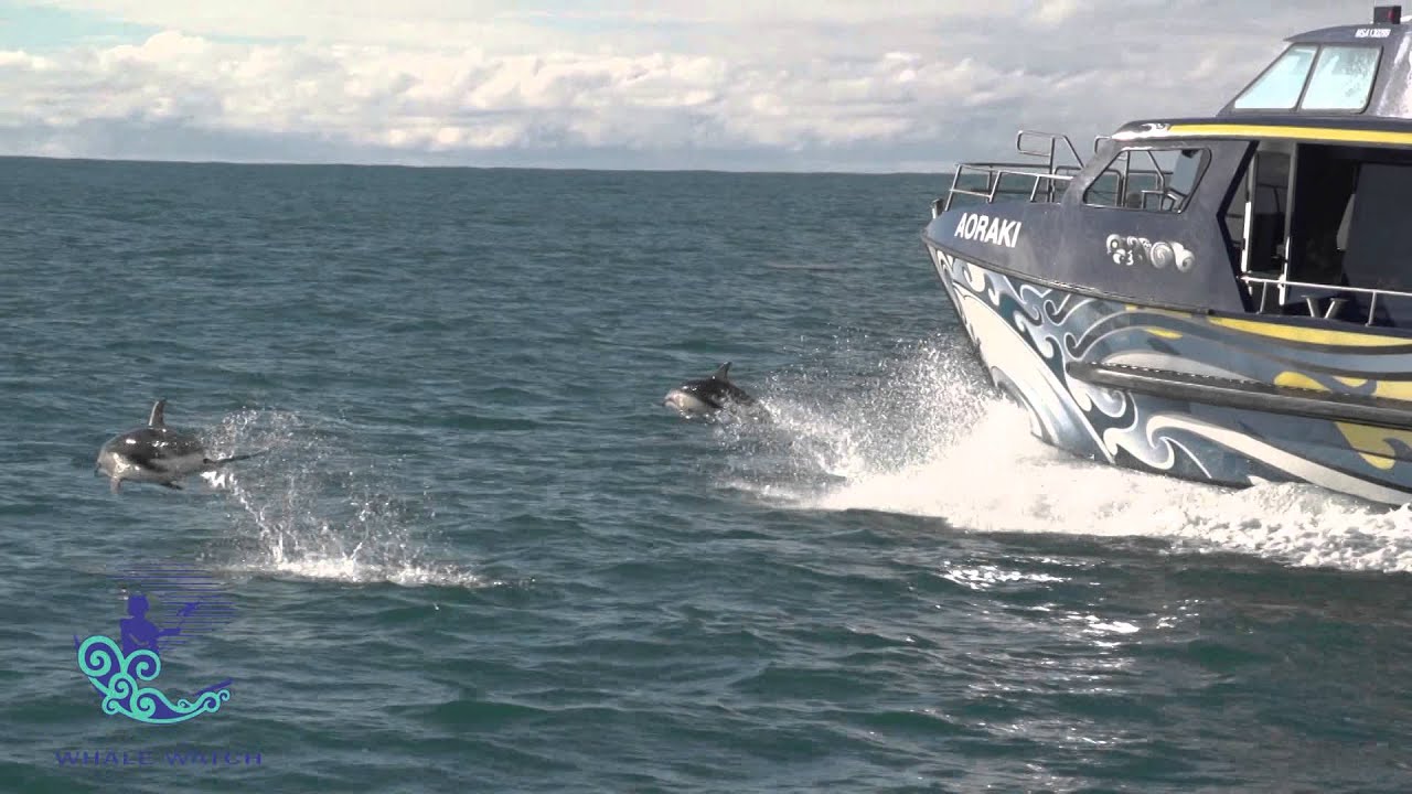 Whale Watch Kaikoura 1 min Video