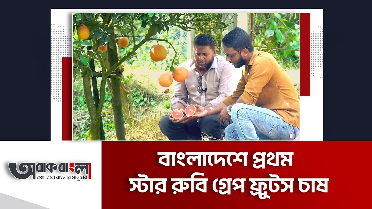 বাণিজ্যিক চাষে নতুন সম্ভাবনা দেখছেন হেকমত মিয়া ।। Star Ruby Grape Furits ।। Obak Bangla