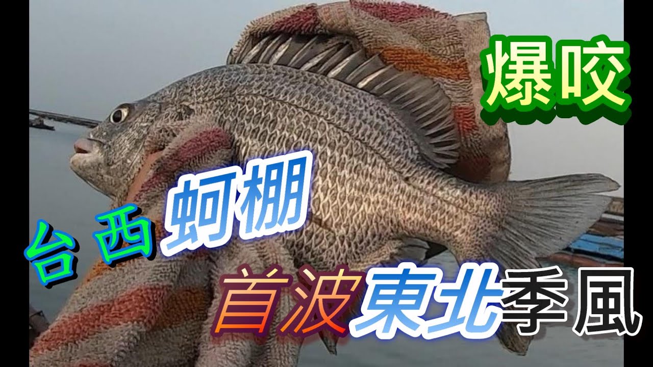 台西蚵棚 五條港釣黑鯛，黑牛， 首波東北季風爆咬 クロダイ｜감성돔｜ ตกปลา