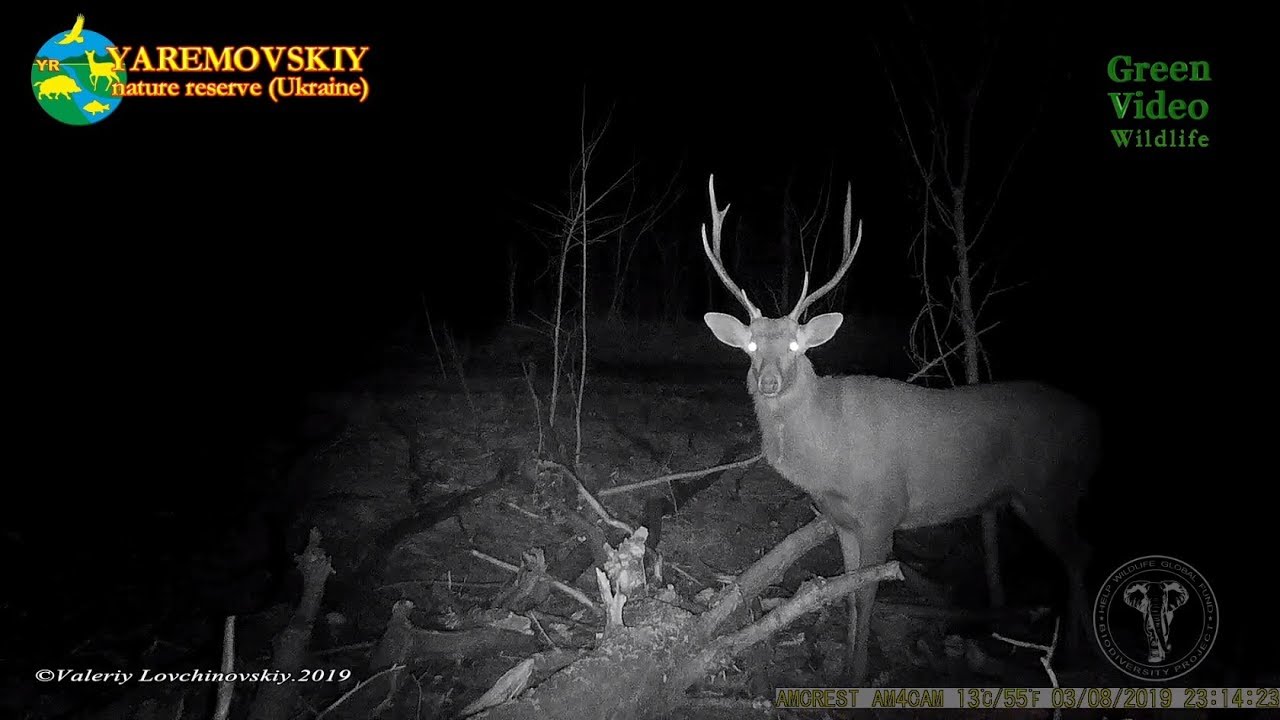 Sika deer male is eating bark and branches of a fallen tree / Пятнистый олень / Cervus nippon