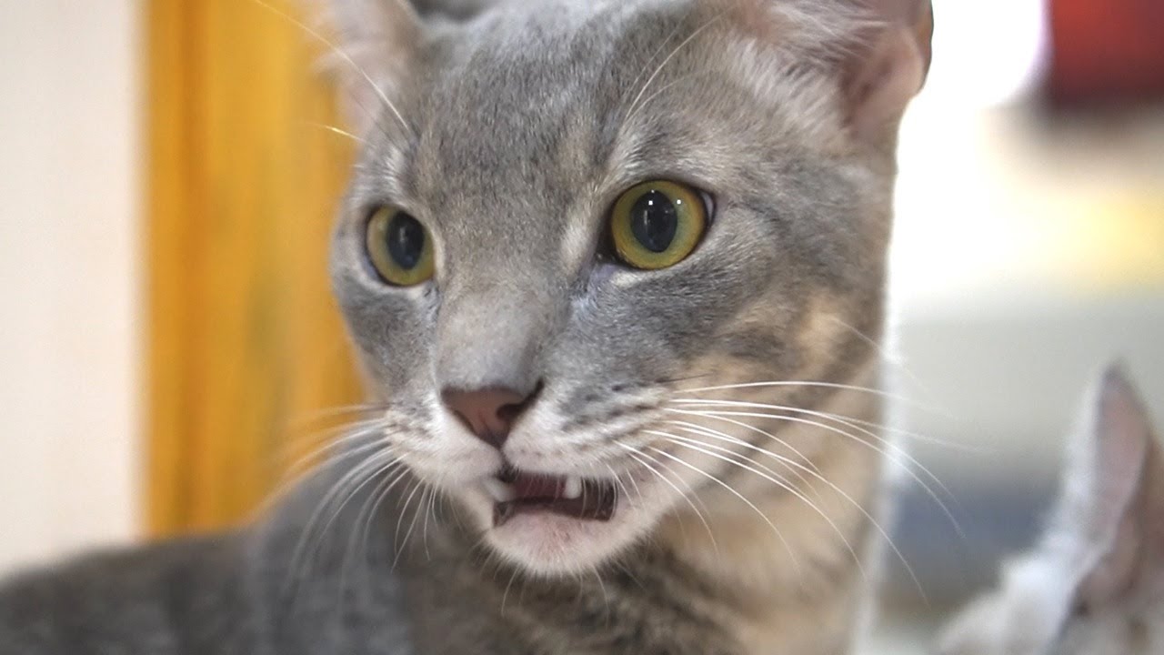 Кошкам не нравится, как пахнет пол....!? -Блестящая реакция кошки.