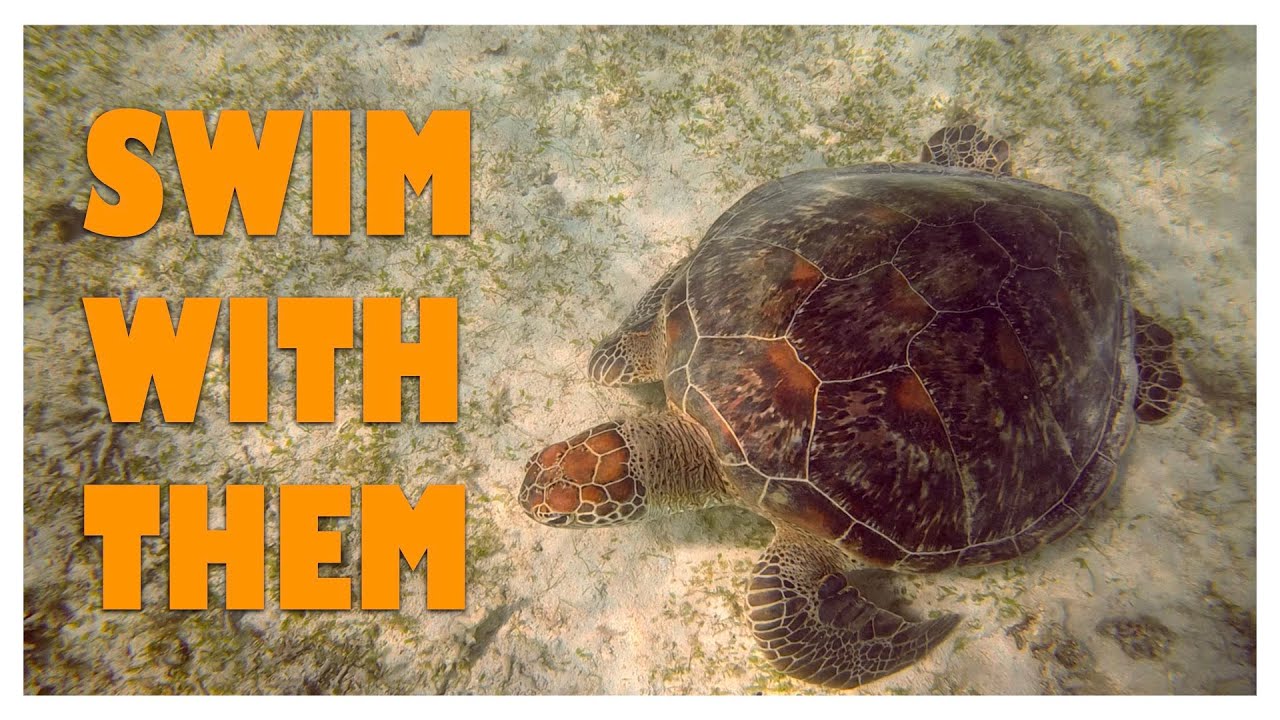 Swimming with Sea Turtles: Amami Oshima's Secret Snorkeling Paradise