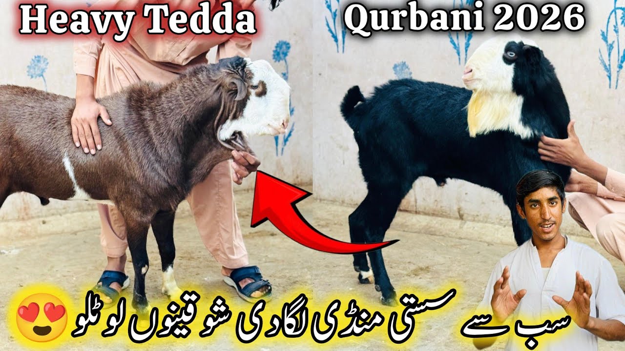 Top Class Tedda Memon Goth Bakra Mandi Say Bhi Sasti Mandi| 16 February 2026 | Qurbani Season 2026. 