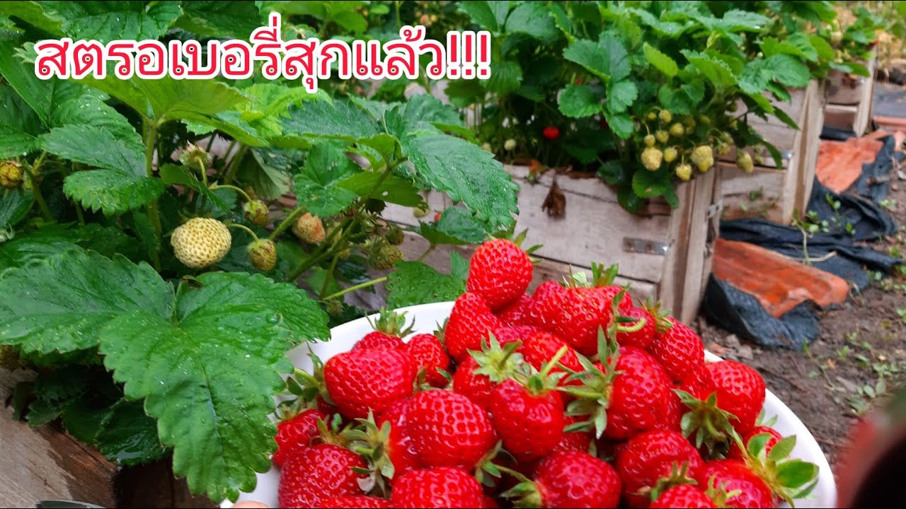 สตรอเบอรี่สุกแล้ว ไปเก็บกันเลย ปีนี้สวยๆ ทั้งนั้น