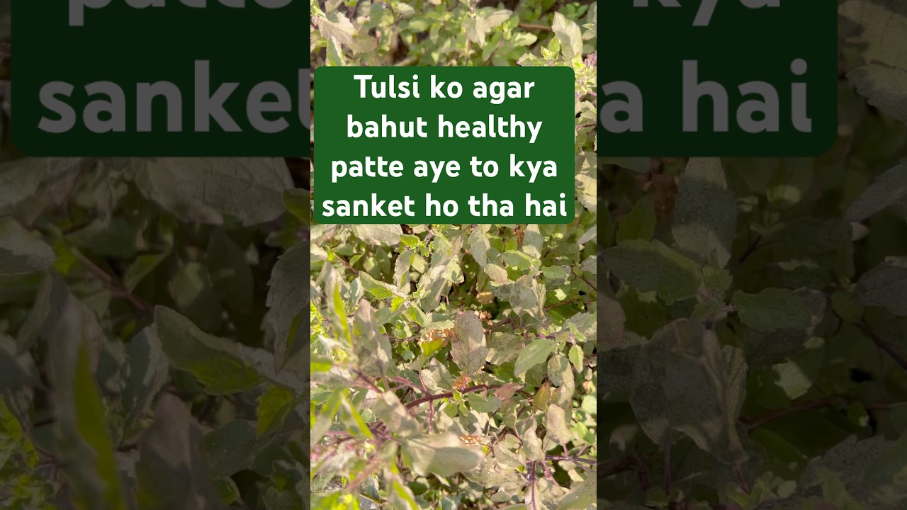 Tusli ko agar bahut healthy patte aye kya sanketh hai