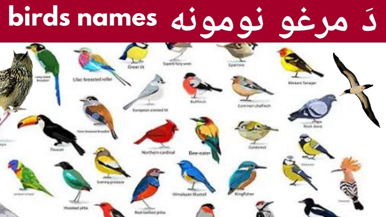 birds names /birds names in pashto/birds/