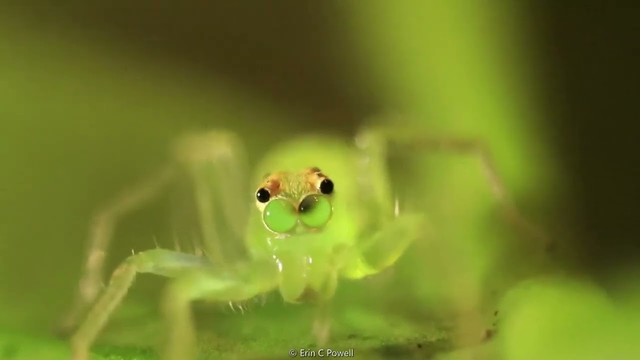 Olhos da aranha saltadora