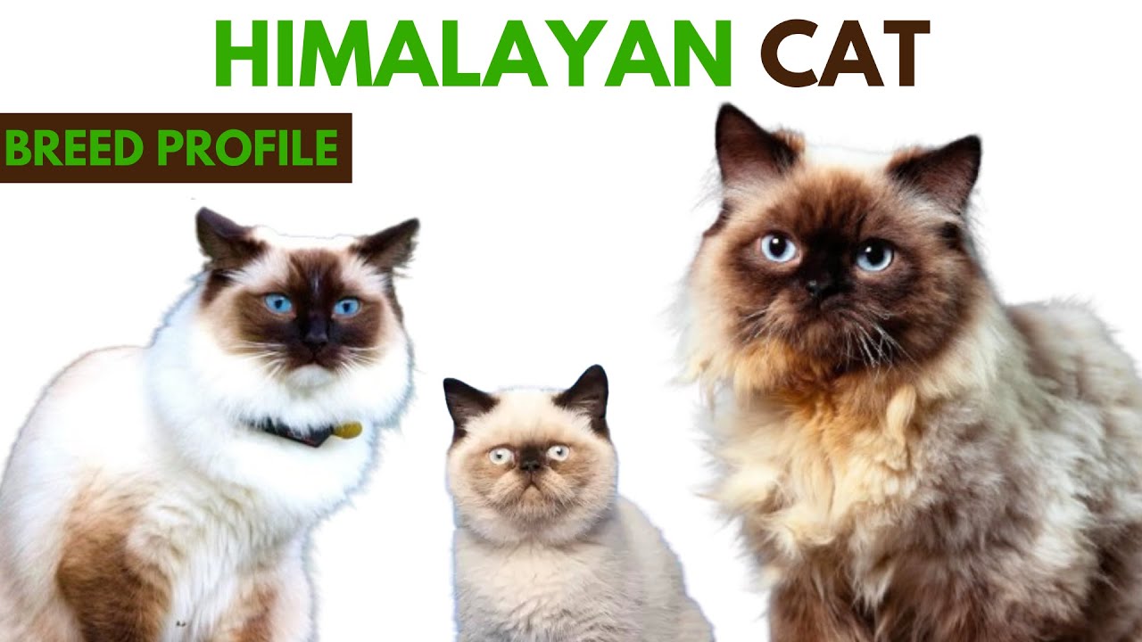 Himalayan Cat Breed Profile History - Traits - Price - Himalayan Cat Grooming Needs - Lifespan