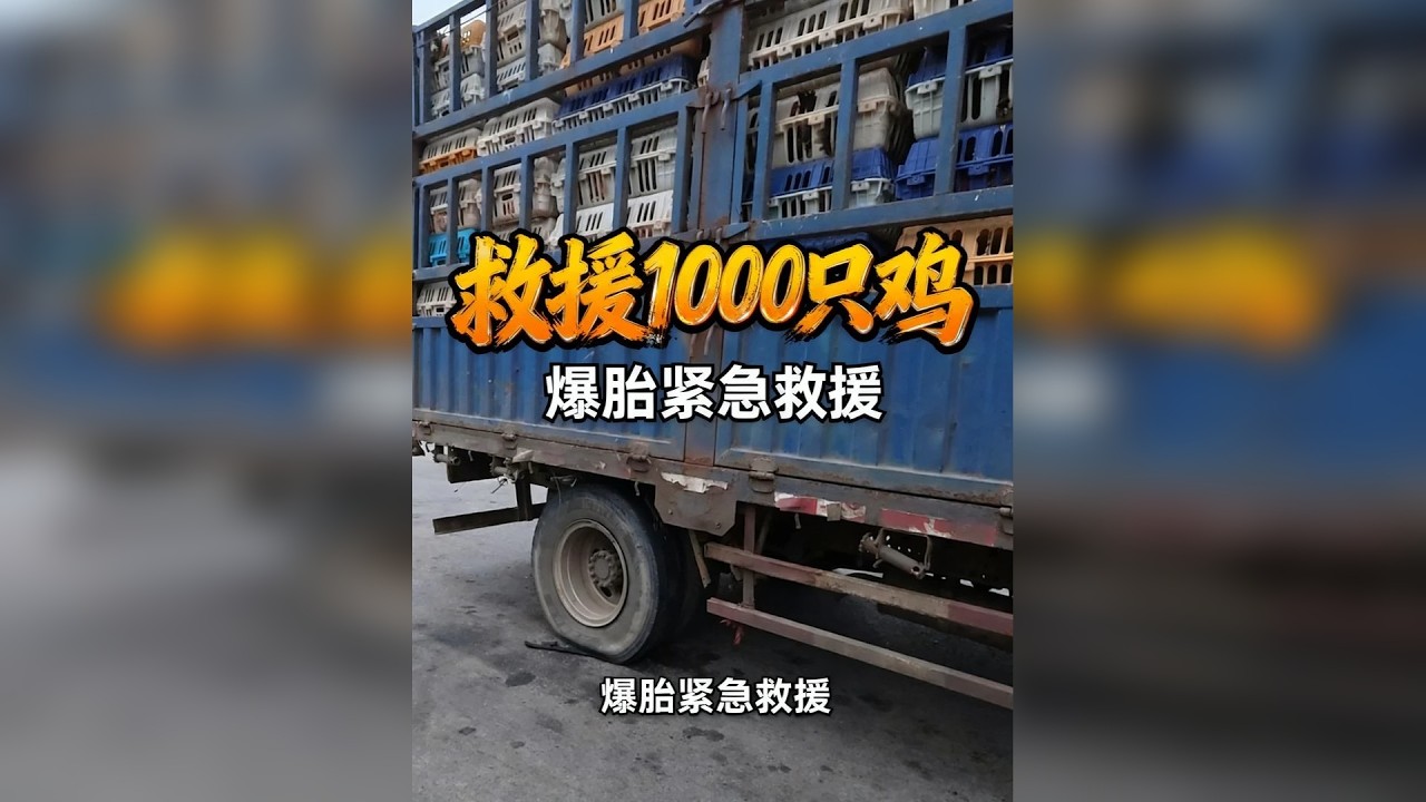 救援1000多只鸡！