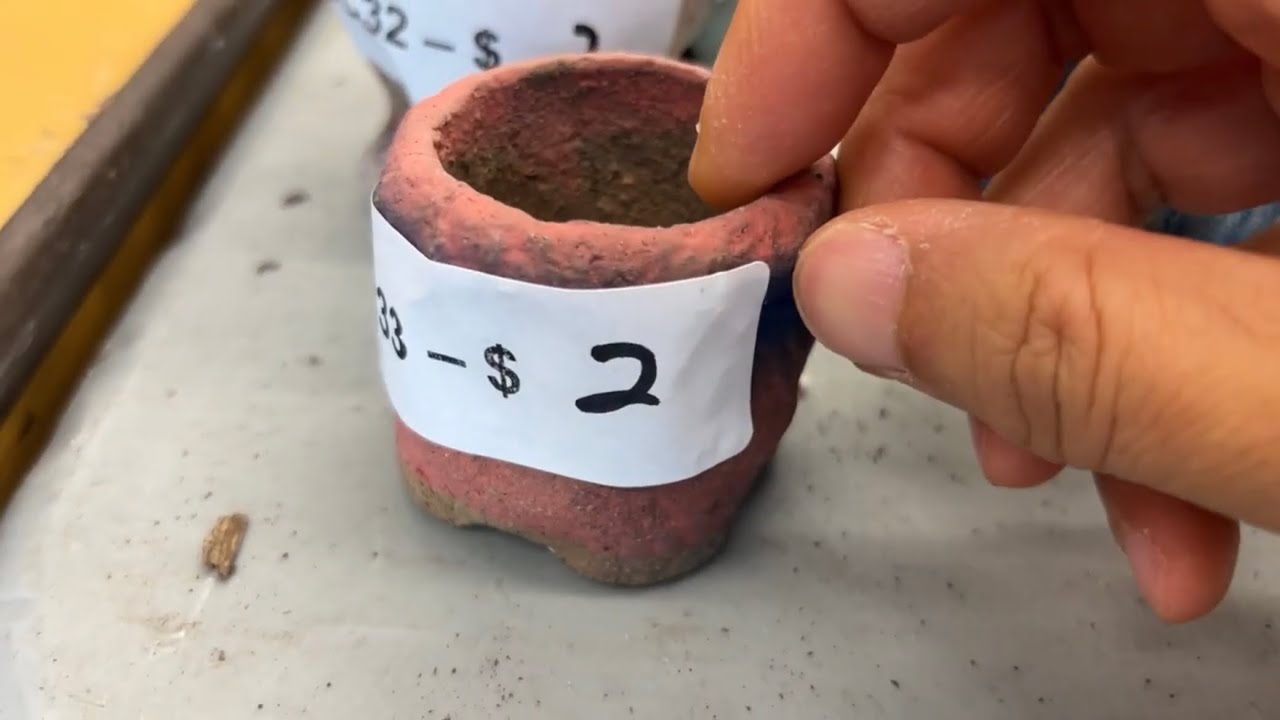 盆景协会的热卖！植物、盆景专用盆、工具、肥料等等 - 有的价格非常好