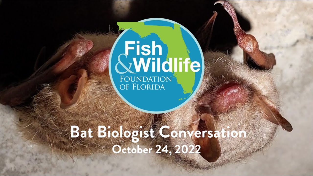 Bat Biologist Conversation