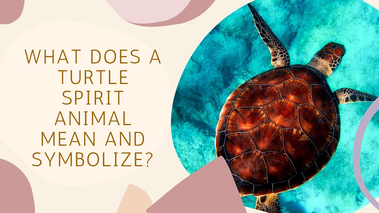 What Does a Turtle Spirit Animal Mean and Symbolize?