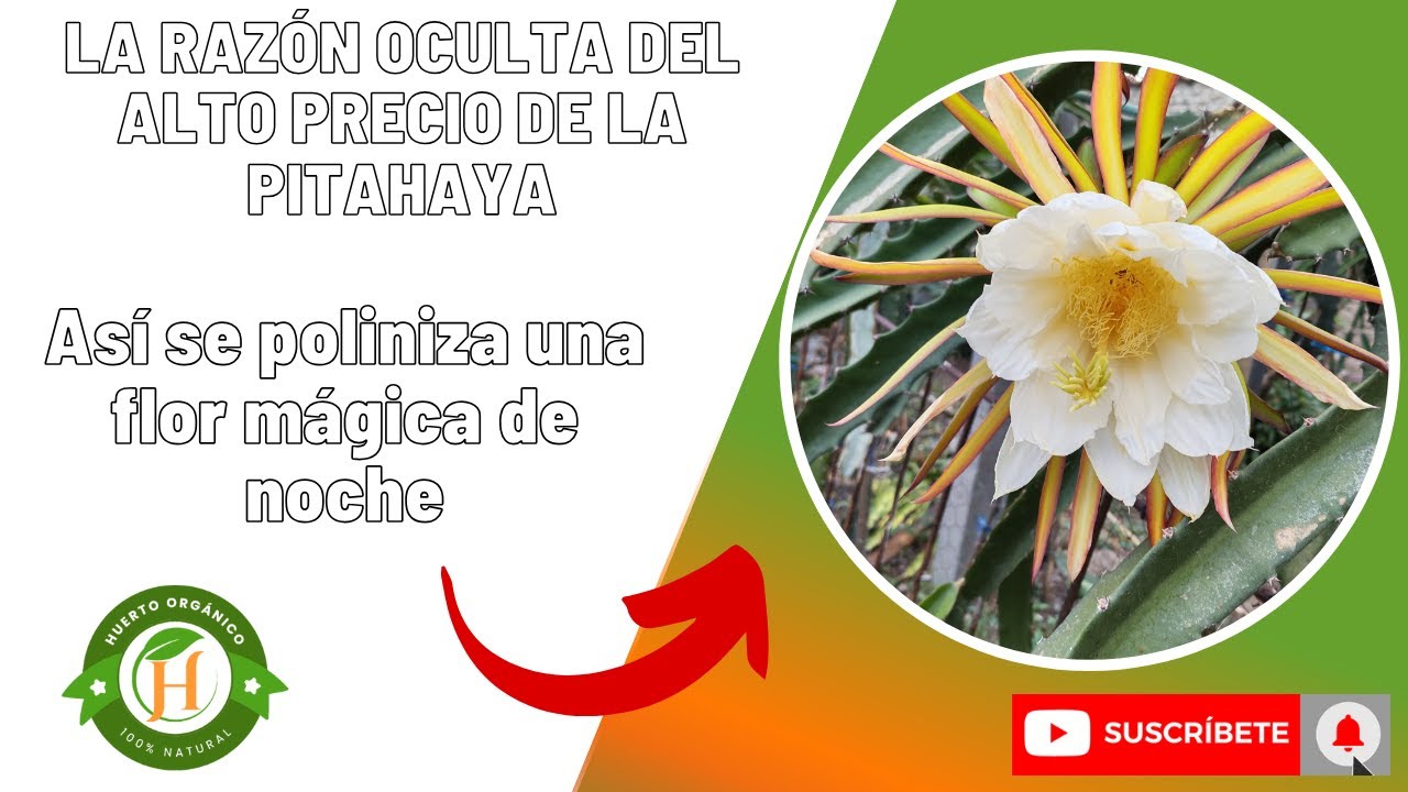 🌸LA RAZÓN OCULTA DEL ALTO PRECIO DE LA PITAHAYA | Así se poliniza una flor mágica de noche 🌙