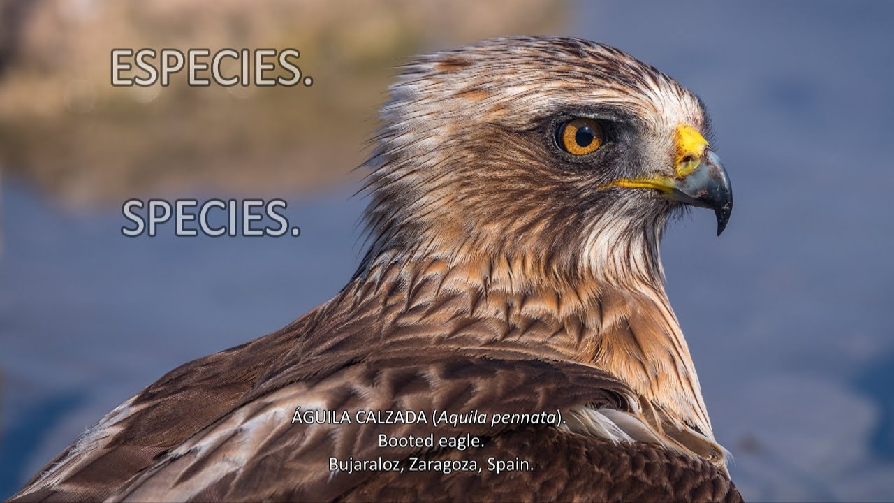 ESPECIES