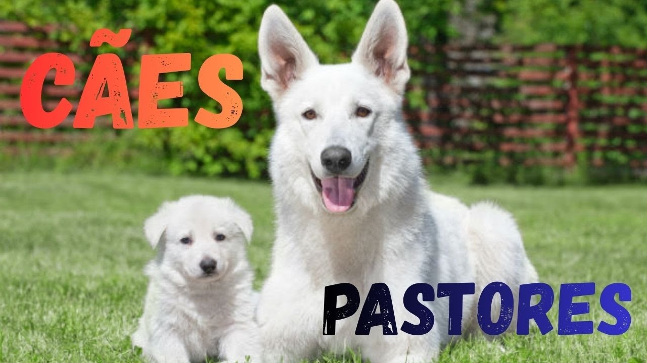 CÃES PASTORES
