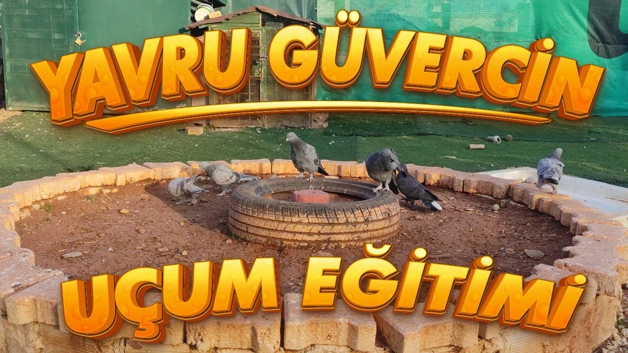 GÜVERCİN YAVRU HEDEF EĞİTİMİ NEFES VERME VE UÇUM SÜRESİ UZATMAK