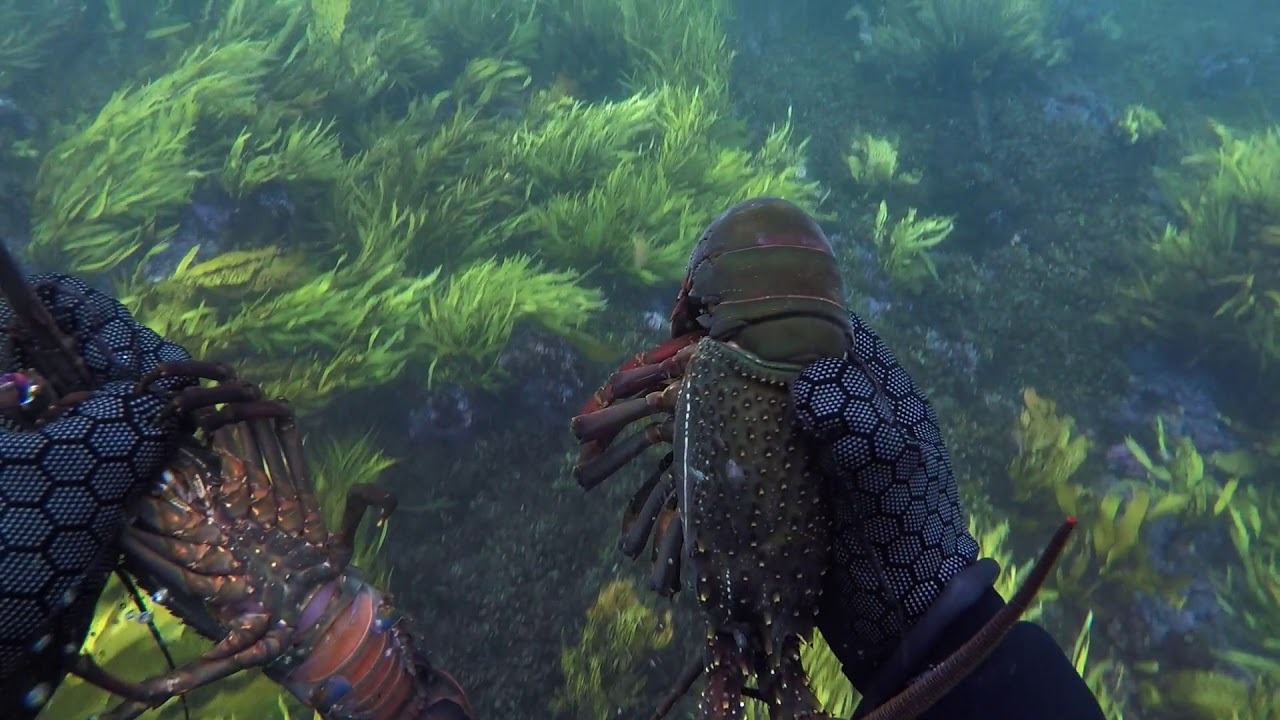 Spearfishing Sydney NSW 2