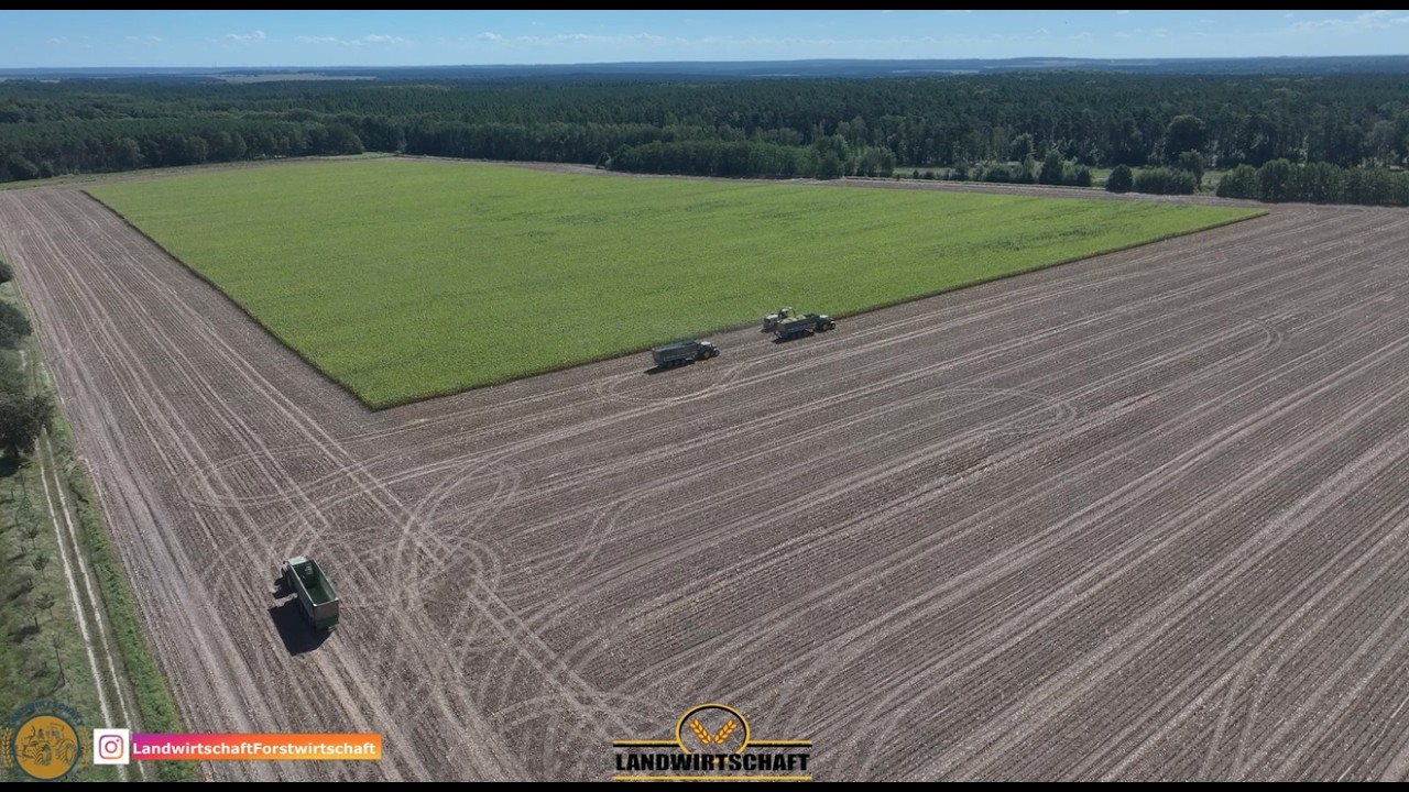Noch 2 Stunden dann ist das Feld ab! Köhl Harvest Maisernte in Sachsen-Anhalt Maishäckseln 2025