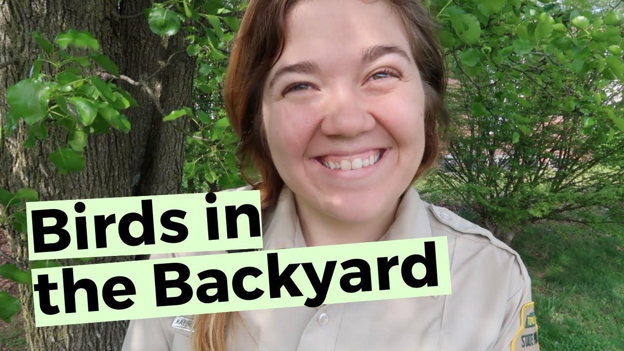 Top 10 Tips to Get More Birds in Your Backyard