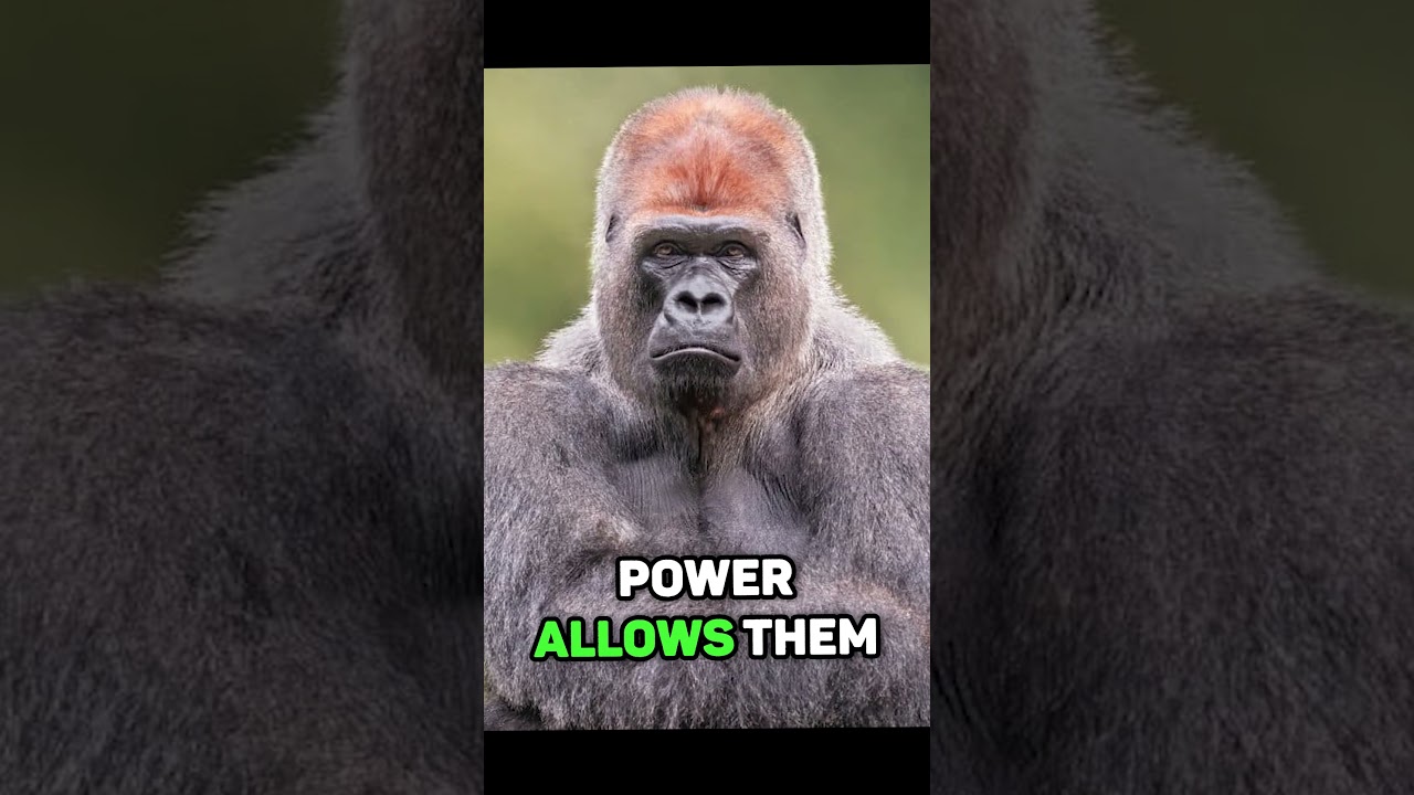 How Strong is a Gorilla?