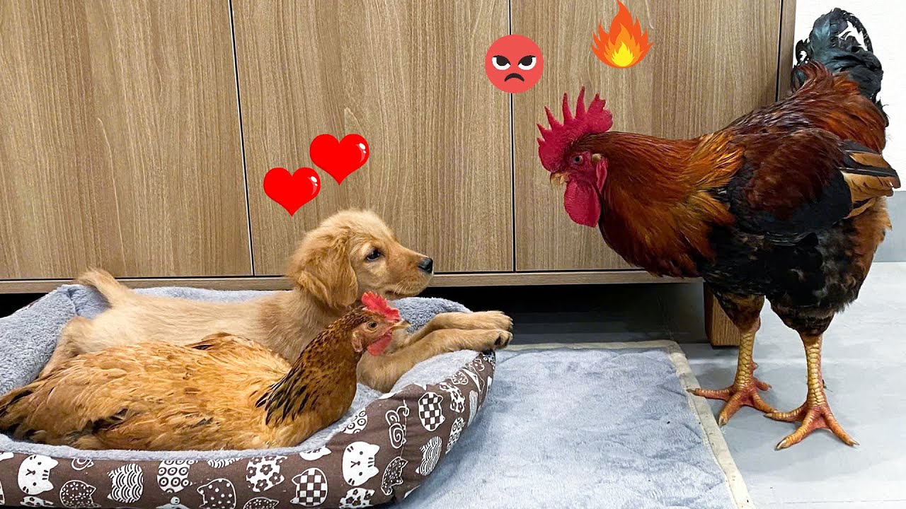 So funny! Rooster Catches Hen Cheating&hellip; with a Puppy? Healing Animal Diary