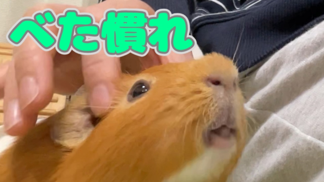 モルモットが懐いてたまらん