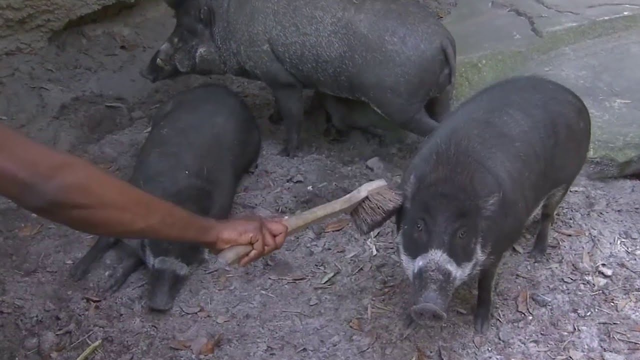 Walk on the wild side of the Jacksonville Zoo with new encounters