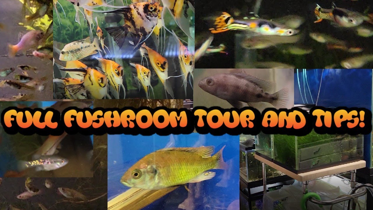 Fish Room Tour and Tips with a High Resolution Camera