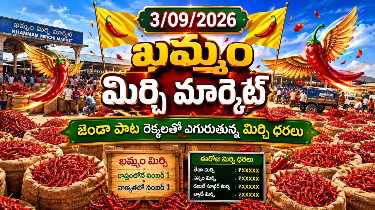 3/09/2026 Khammam Mirchi market price Khammam Mirchi market today #Dharalu #Mirchi #mirchiratetoday 