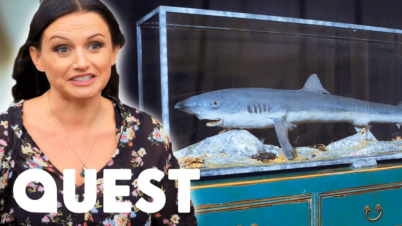 How To Restore A Victorian Era Taxidermy Shark | Salvage Hunters: The Restorers