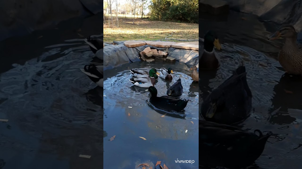 Here's what I feed my chickens and ducks...morning feeding routine
