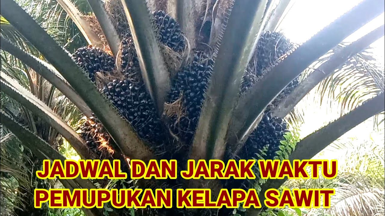 JADWAL DAN JARAK WAKTU PEMUPUKAN KELAPA SAWIT