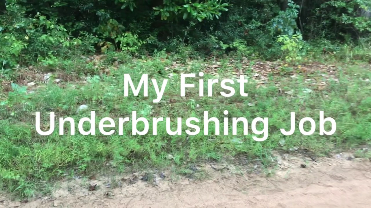 Underbrushing Clearing Job for a Client - I Found Some HUGE White Oaks!!