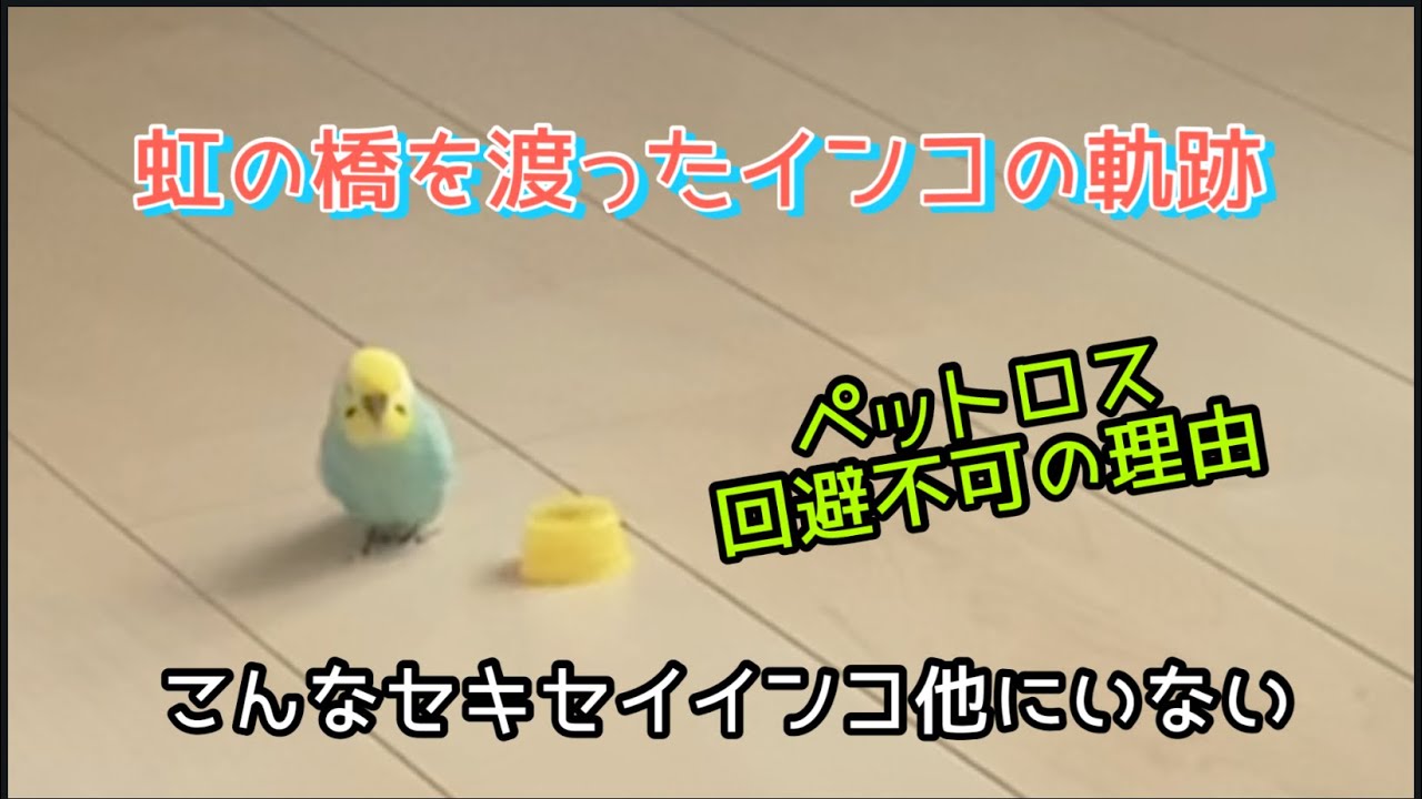 他のインコを飼えない理由✴︎関西弁のくーちゃん✴︎セキセイインコ✴︎