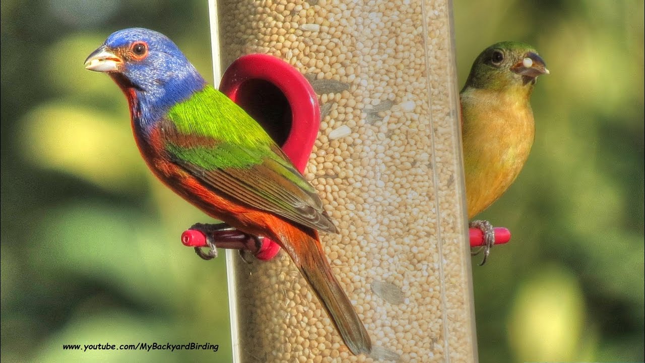 Painted Buntings Return For Winter