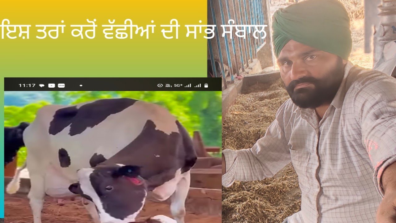 ਵੱਛੀਆਂ ਦੀ ਸਾਬ ਸੰਬਾਲ 