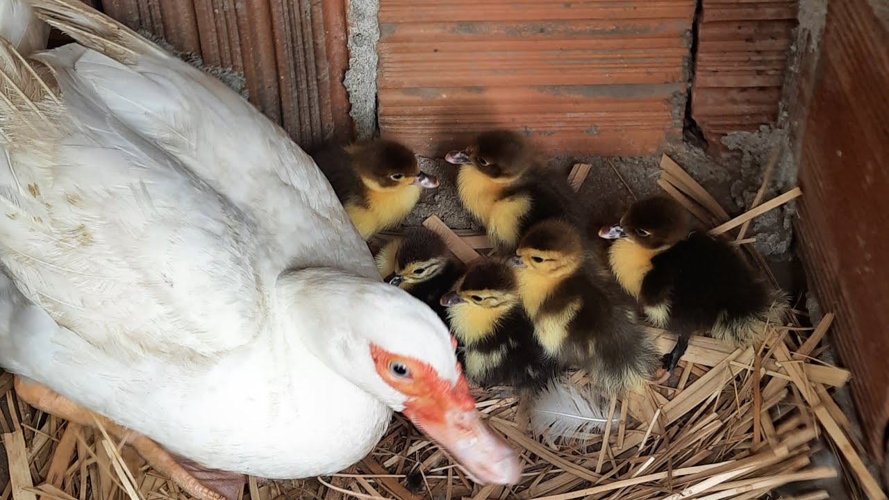 Meus Patos, Ganso e Marrecos, Pata Com Filhotes.