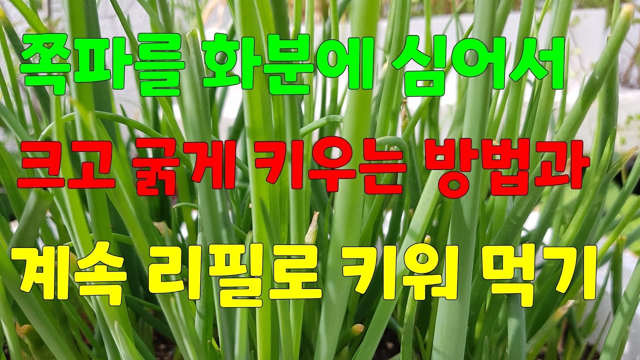 쪽파를 화분에 심어서 굵게 키우고.         👉🏻계속 키우면서 리필로 먹기