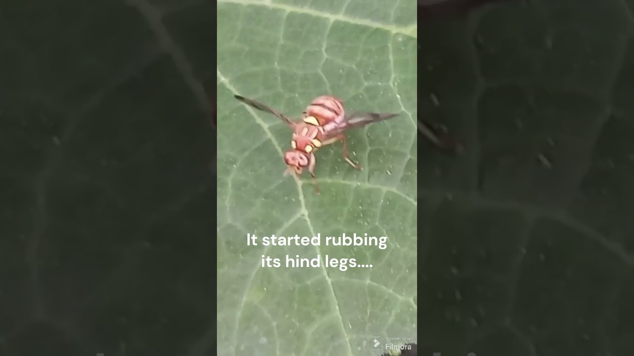 WHY DO BEES RUB THEIR LEGS AND WINGS? #beelife #nature #backyard #fascinating #question #insects
