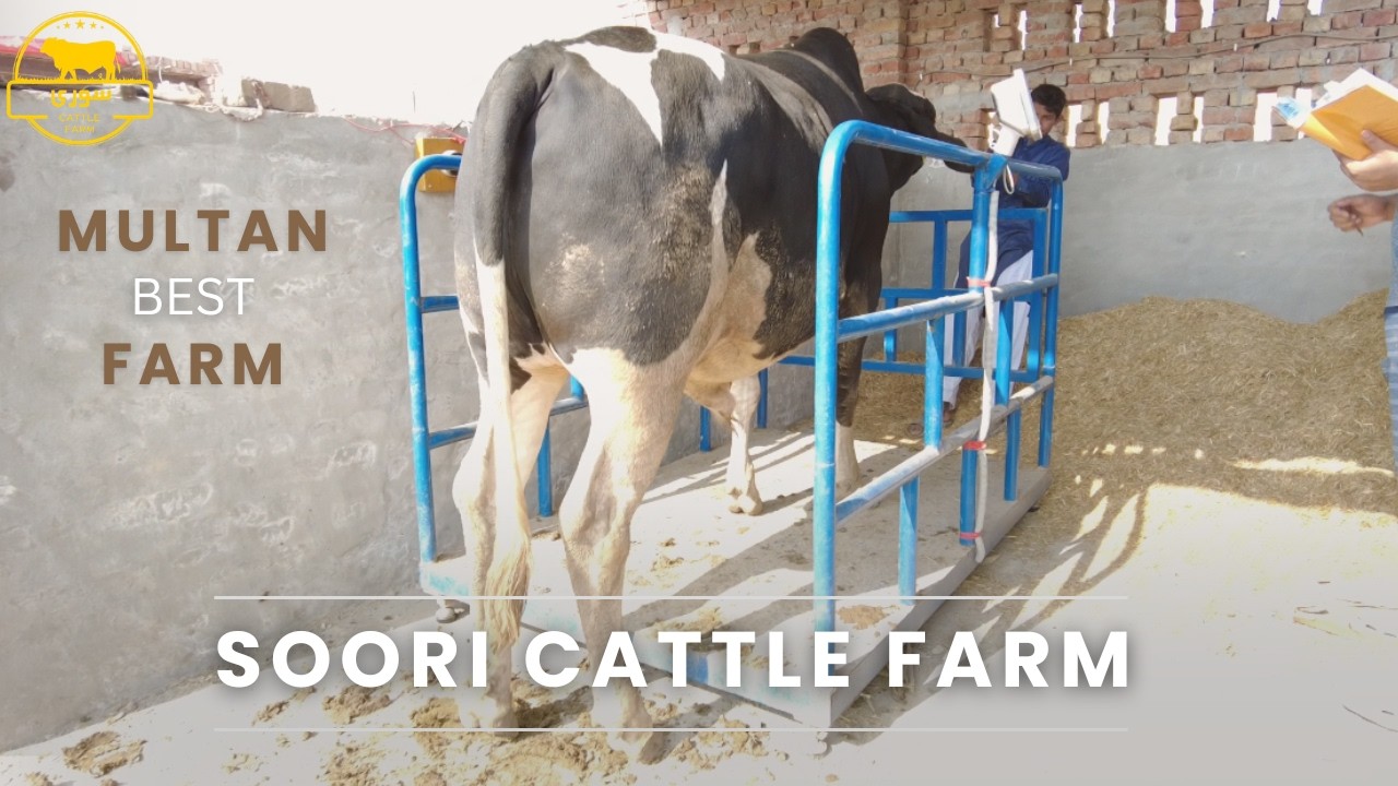 Biggest Brahman Bulls At Soori Cattle Farm - Bakra Eid 2026 - Bakra Mandi 2026 - VLOG 29